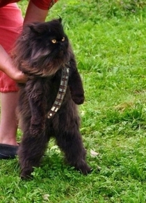 Mewbacca the wookie cat