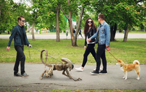 Michael Fassbender walking his dog