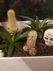 micro cocktus