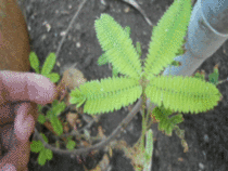 Mimosa Pudica the sensitive plant