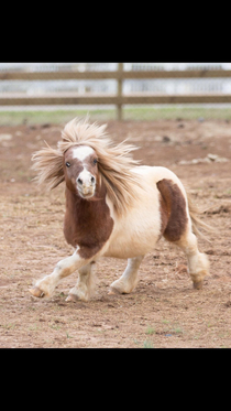 Miniature horse in the middle of running