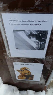 Missing Cat Poster up for  weeks - then this showed up underneath