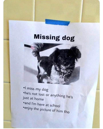 Missing dog