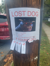 Missing dog in NJ