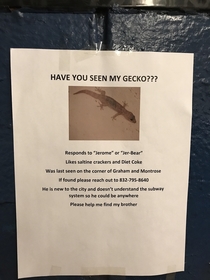 Missing Gecko Posting in Brooklyn