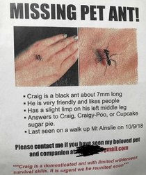 Missing pet ant
