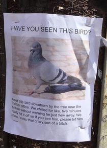 Missing Pigeon