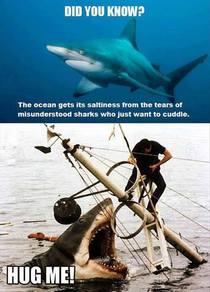 Misunderstood Shark is a Crier