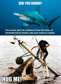 Misunderstood Sharks
