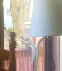 Mom sent me this she said the squirrels were being naughty on her front porch