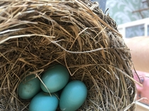 mom sent me this to show the nest she found on her back porch It took me a few minutes to notice my dad being a total creep