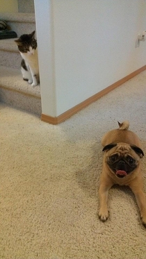 Moments before my pugs first encounter with his cousin Hes always been blissfully unaware