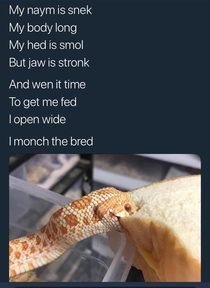 Monch the bred