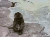 Monkey scared of own reflection