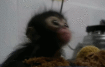 Monkeys dinner time