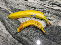 Monster banana banana for scale