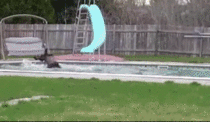 Moose caught swimming in guys pool Makes a quick getaway