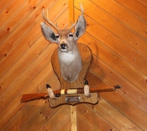 Most appropriately spiteful looking deer mount ever
