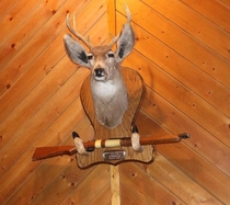 Most appropriately spiteful looking deer mount ever