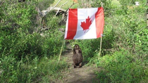 Most Canadian photo I have ever seen