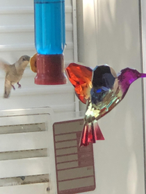 Most hummingbirds hold their feet close to their body and then there is    Freeda with da feet