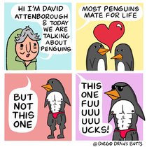 Most penguins