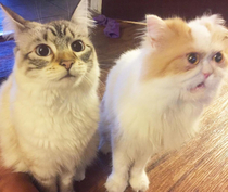Most people getting up early vs Me getting up early