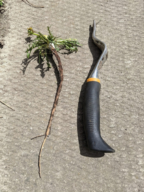 Most satisfying dandelion pull ever