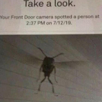 Moth at da door