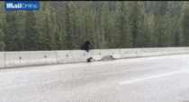 Mother bear pulls baby from highway