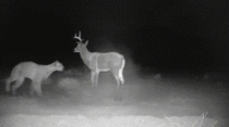 Mountain Lion takes on a deer decoy