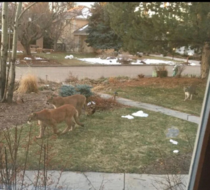 Mountain lions moving back into boulder during lockdown