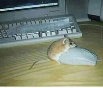 Mouse porn