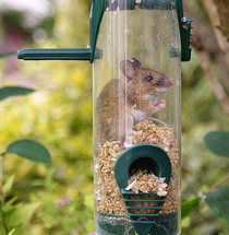 mouse stuck in a feeder