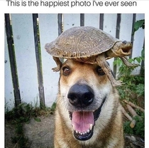 Mr Doggo and his turtle-hat