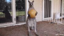 MRW Australia was officially eliminated from the world cup