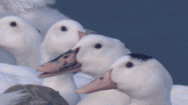 MRW I only see the Hitler Duck in this gif