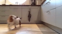 MRW Im a dog and I think my owner is finally coming home but its actually just that dogsitting OP