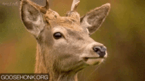 MRW when my wife says be a deer and help me take this bra off