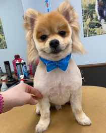 Mullet puppers My friend is a dog groomer and one of her clients requested this cut