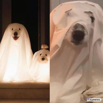 Mum ordered a Halloween out for our Dog Needless to say Dog was not impressed