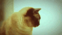 My all-time favorite cat gif