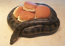 My Anaconda Dont