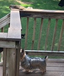 My Aunt told her dog there was a squirrel on the deck but the dog couldnt find it
