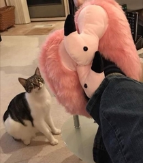 My aunts cat doesnt know what to think about these slippers