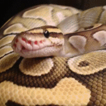 My Ball Python yawning