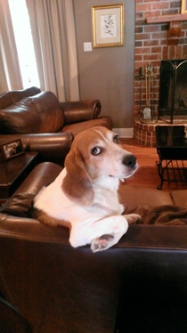 My beagle to me Ive been expecting you