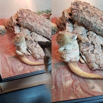 My bearded dragon thinks hes human