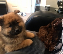 My best friend got a big puppy my little pup wasnt a fan when they met