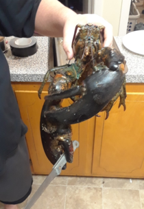 My bf is a lobsterman and he left some on the counter before cooking them This one managed to grab a knife Hes not ready to die